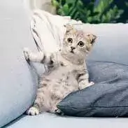 beautiful cat pictures images